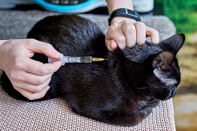 Vaccination