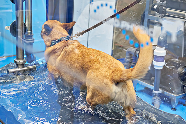 Water walker